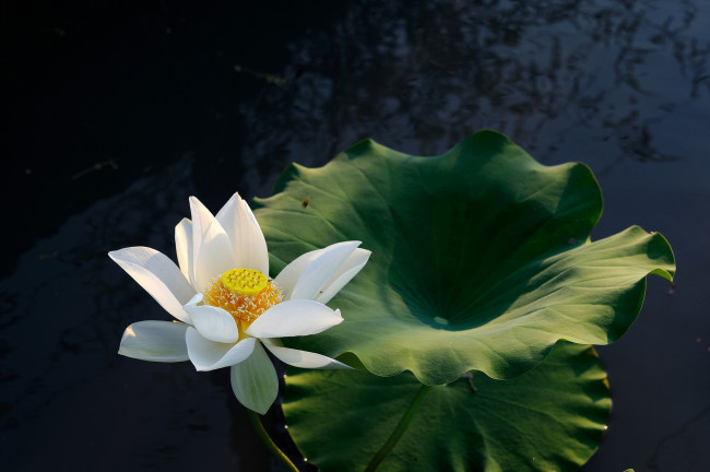 Обои картинки фото цветы, лотосы, цветок, вода