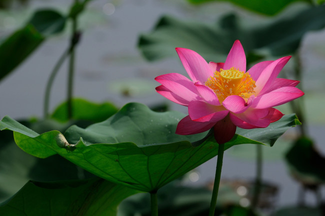 Обои картинки фото цветы, лотосы, цветок, вода