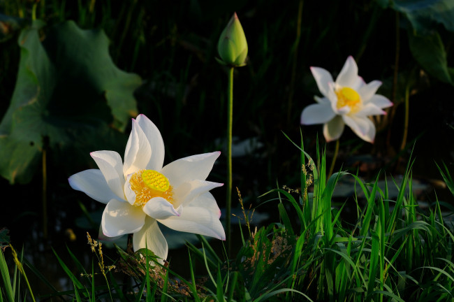 Обои картинки фото цветы, лотосы, вода, цветок