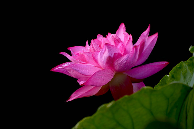 Обои картинки фото цветы, лотосы, лепестки, бутон, фон