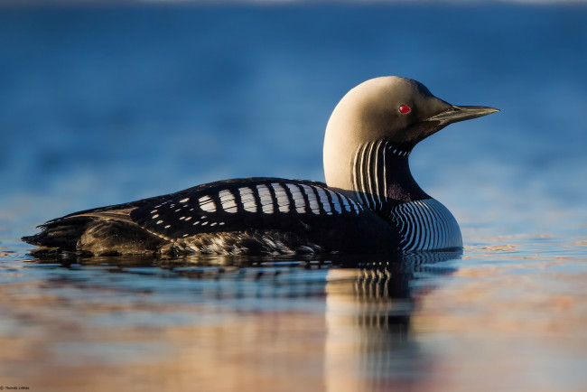 Обои картинки фото животные, Чомги , поганки, озеро, птица