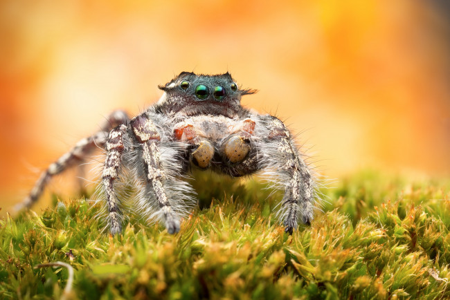 Обои картинки фото животные, пауки, паучок
