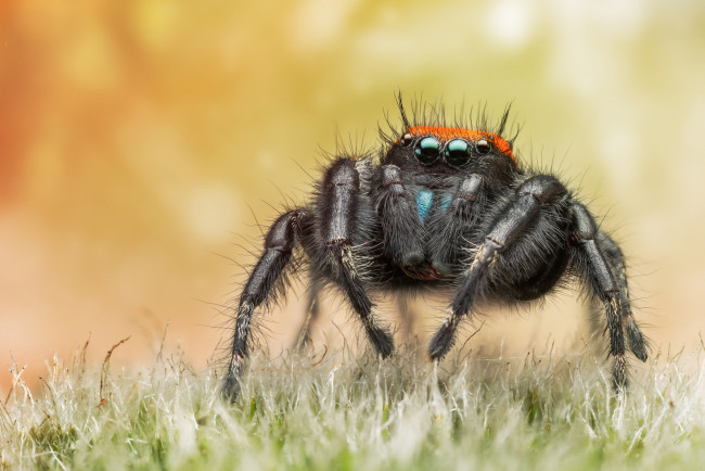 Обои картинки фото животные, пауки, паучок