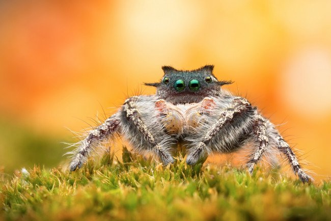 Обои картинки фото животные, пауки, паучок