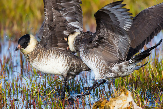 Обои картинки фото животные, птицы, драка, брызги, вода, пара