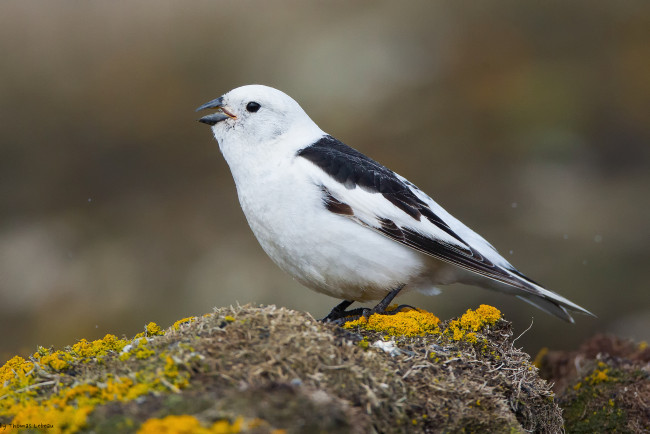 Обои картинки фото животные, птицы, птица, фон