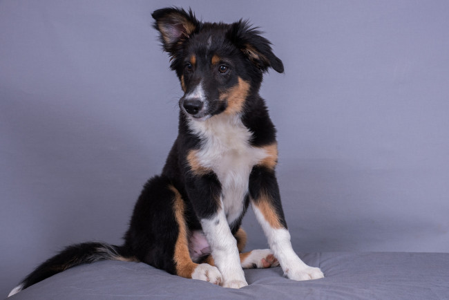 Обои картинки фото животные, собаки, щенок