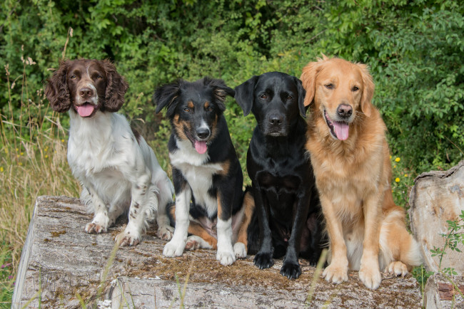 Обои картинки фото животные, собаки, собачки