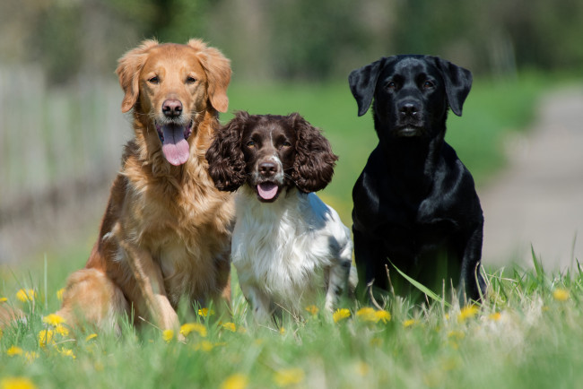 Обои картинки фото животные, собаки, собачки