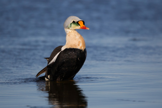 Обои картинки фото животные, утки, утка, озеро