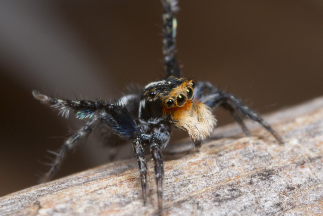 Обои картинки фото животные, пауки, паук, макро, джампер, глазки, лапки