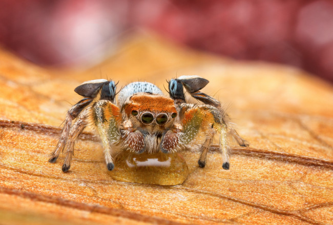 Обои картинки фото животные, пауки, паучок