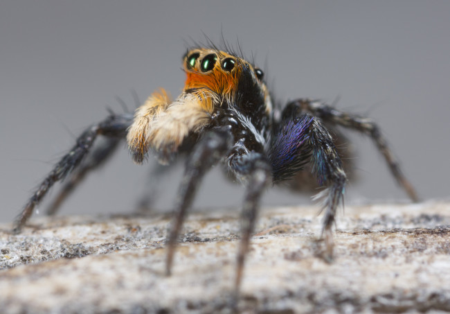 Обои картинки фото животные, пауки, джампер, глазки, лапки, паук, макро