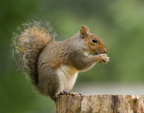 Картинка животные белки белка