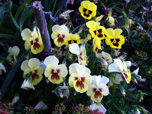 Картинка цветы анютины+глазки+ садовые+фиалки семейка