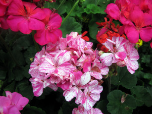 Картинка цветы герань пестрый