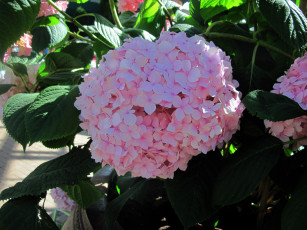 Картинка цветы гортензия розовый