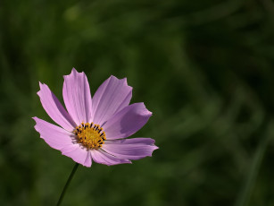 Картинка цветы космея фон лепестки