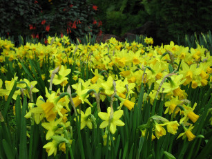 Картинка цветы нарциссы много