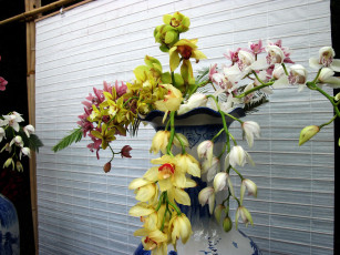 Картинка цветы орхидеи экзотика