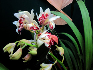 Картинка цветы орхидеи экзотика