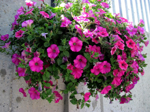 Картинка цветы петунии +калибрахоа сурфинии розовые