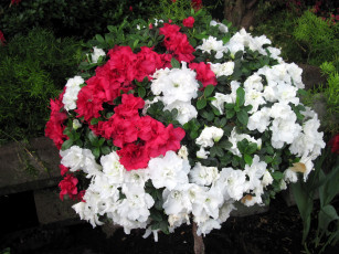 Картинка цветы рододендроны+ азалии белый розовый