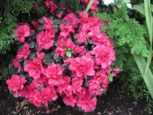 Картинка цветы рододендроны+ азалии розовый азалия