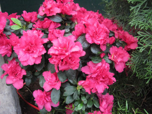 Картинка цветы рододендроны+ азалии розовый азалия