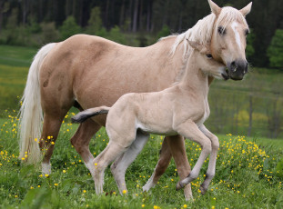 Картинка животные лошади жеребенок
