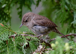 Картинка животные птицы птичка