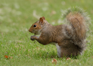 Картинка животные белки белка