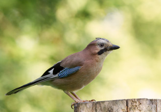 Картинка животные сойки птичка