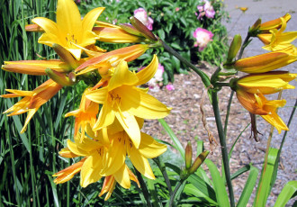 Картинка цветы лилии +лилейники желтый