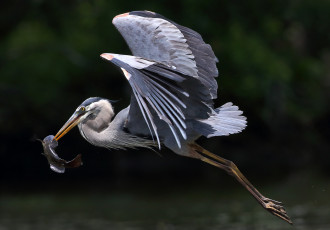 Картинка животные цапли +выпи птичка