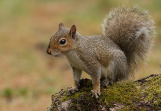 Картинка животные белки белка