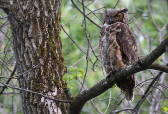 Картинка животные совы птичка