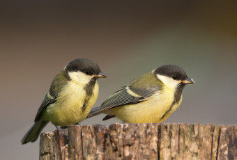 Картинка животные синицы +лазоревки птичка