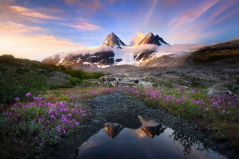 Картинка природа горы цветы