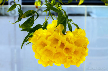 Картинка цветы алламанда желтый гроздь экзотика