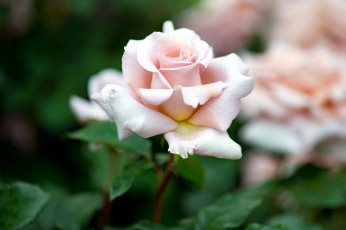 Картинка цветы розы бутон нежный