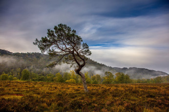 Картинка природа пейзажи дерево