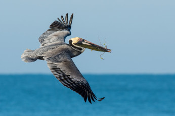Картинка животные пеликаны птичка