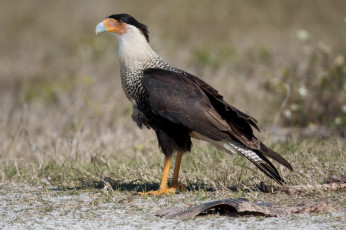 Картинка животные птицы+-+хищники птичка