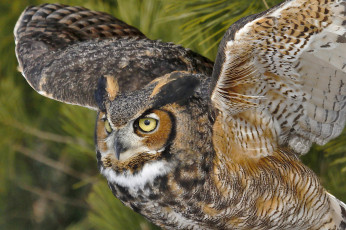 Картинка животные совы виргинский филин крылья сова птица