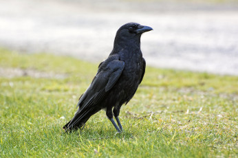 Картинка животные вороны +грачи +галки птичка