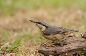 Картинка животные поползни птичка