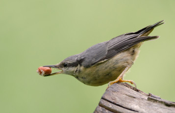 Картинка животные поползни птичка