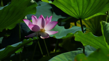 Картинка цветы лотосы фон лепестки