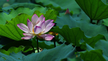 Картинка цветы лотосы фон лепестки